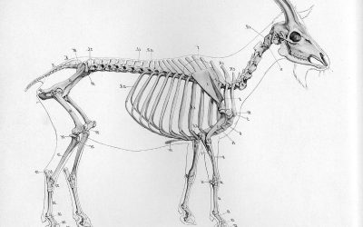 The X-files: Animals in physiotherapy