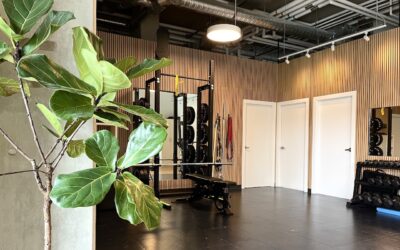 The Healing Power of House Plants in Physiotherapy Clinics