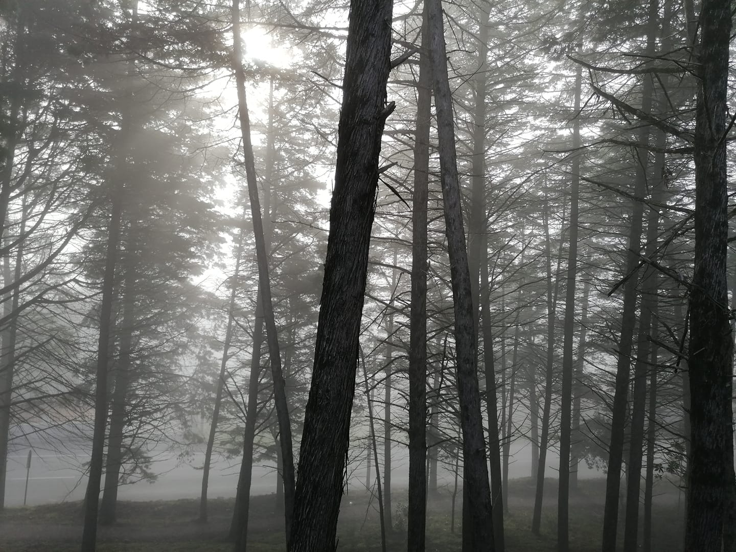 image for the header of the report