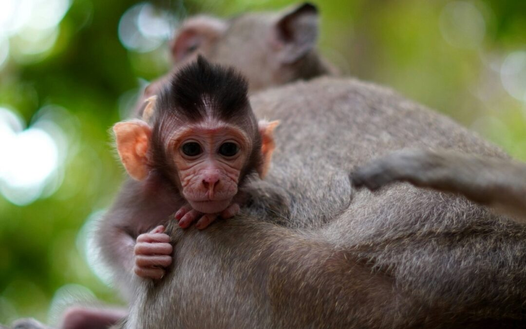 Monkey business – Pain in humans and other animals