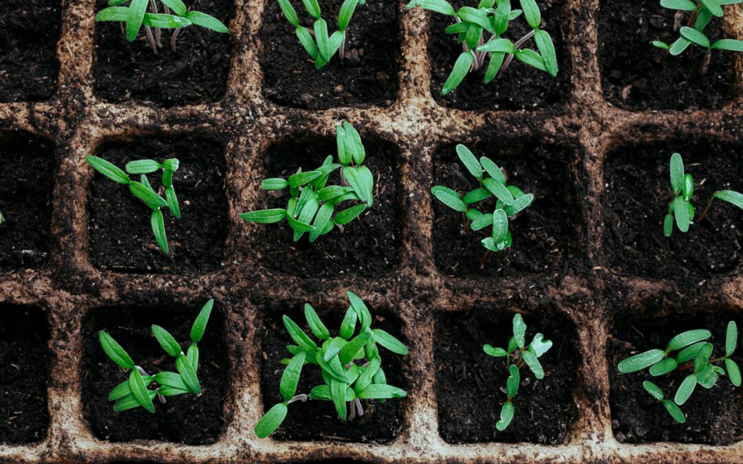 Rooted in place: Planting the seeds of environmental thinking in physiotherapy education in the Philippines