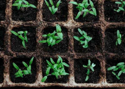Rooted in place: Planting the seeds of environmental thinking in physiotherapy education in the Philippines