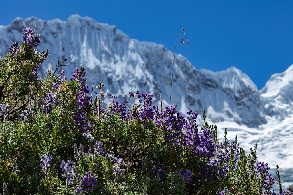 Lupinus quebrada Llaca