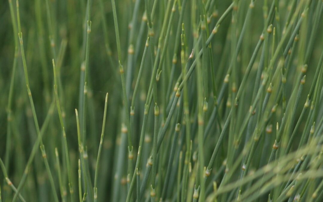 How Green Is Physiotherapy? Lessons from a First Environmental Assessment