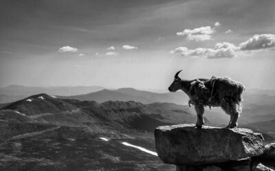 Seeing as Caring part one: Witness