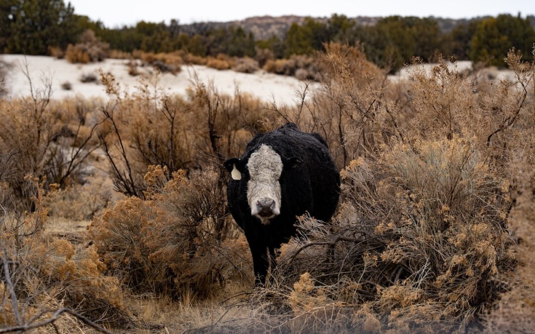 Seeing as caring part two: Deliberate