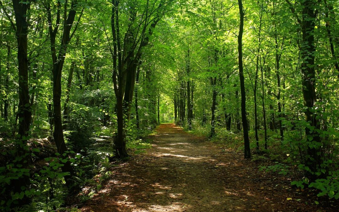 Insights from the Act with Nature Study: A webinar from Nature Connection to Action on 28 May 2026