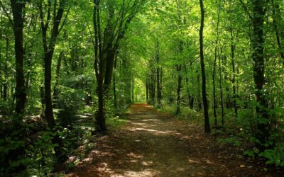 Insights from the Act with Nature Study: A webinar from Nature Connection to Action on 28 May 2026