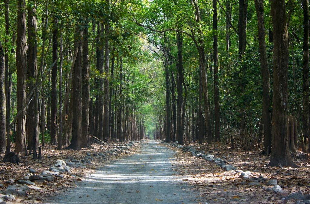 What am I supposed to do about planetary health as a physiotherapist – Reflections on planetary health, sustainability and the boundaries of physiotherapy