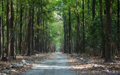 What am I supposed to do about planetary health as a physiotherapist – Reflections on planetary health, sustainability and the boundaries of physiotherapy